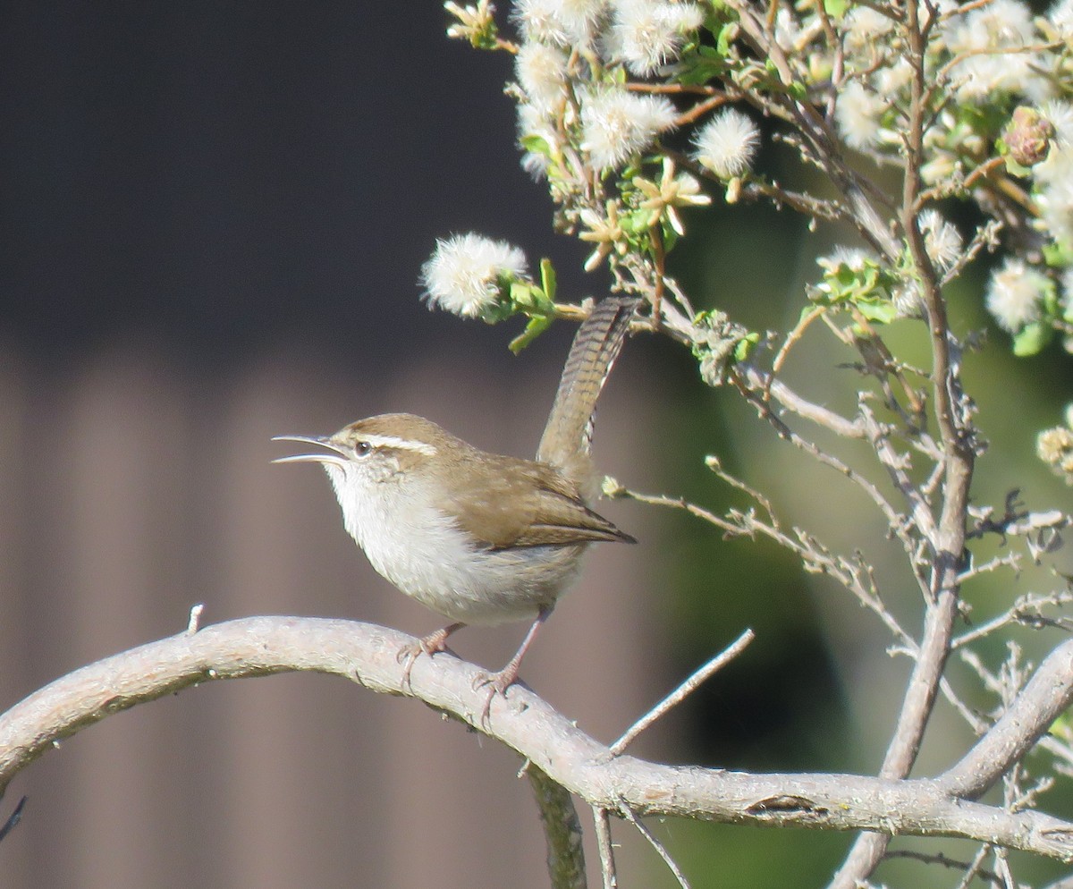 Bewick's Wren - ML126276351