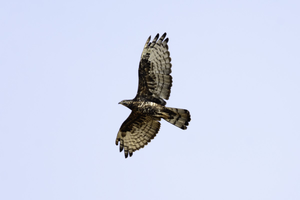 Oriental Honey-buzzard - ML126277561