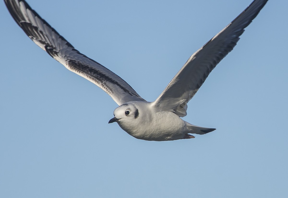 Bonaparte's Gull - Jerry Ting