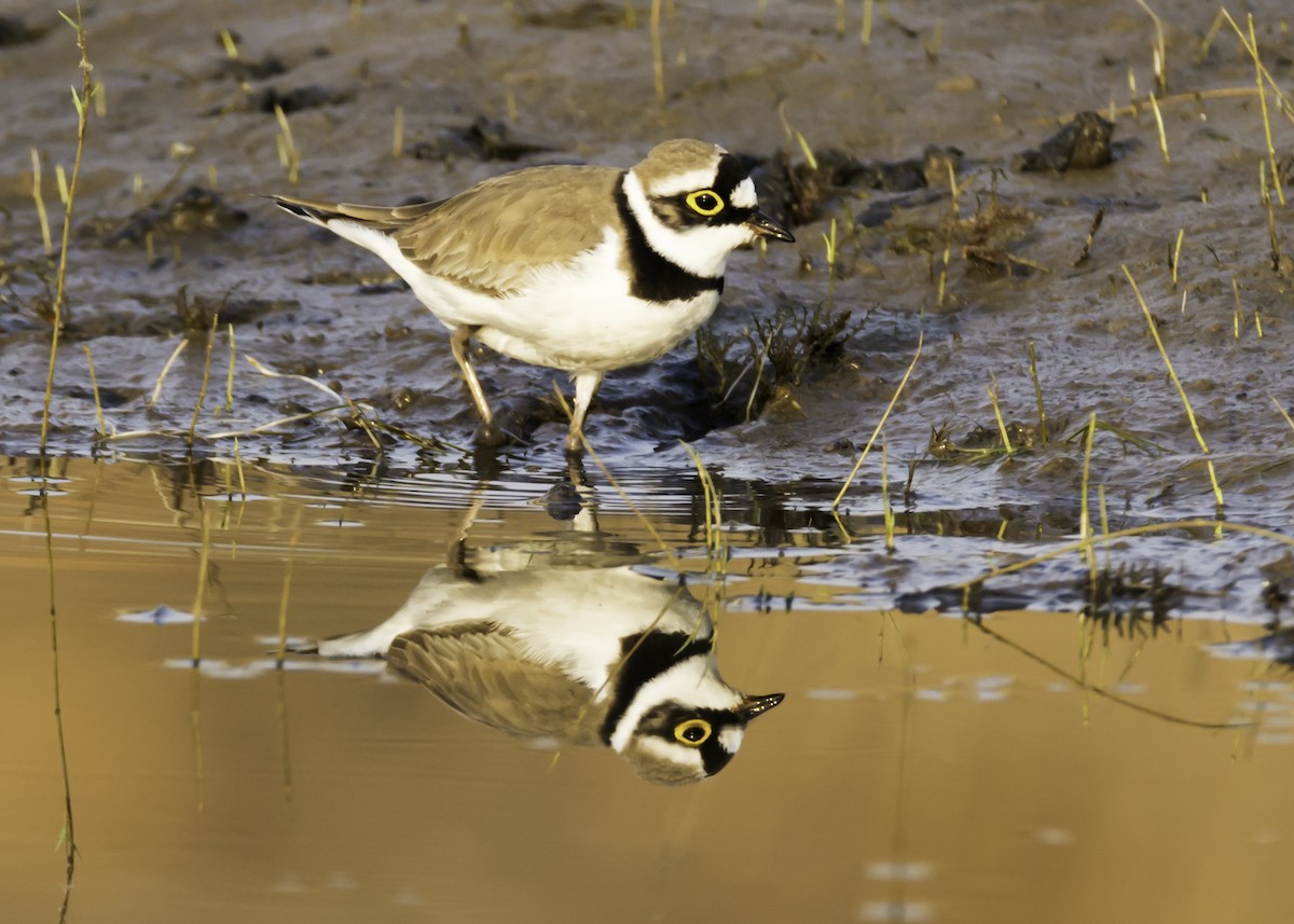 Little Ringed Plover - ML126281201