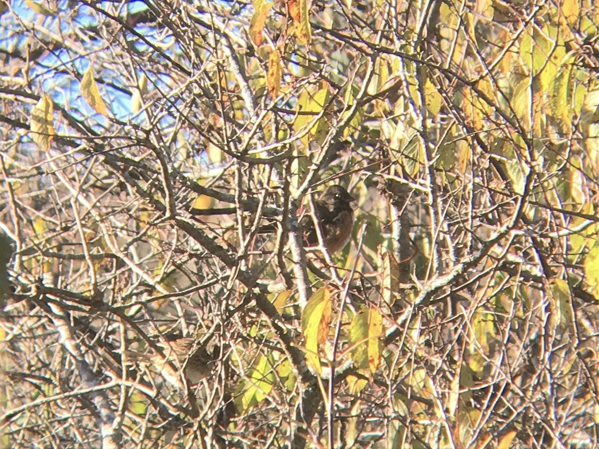 Spotted Towhee - ML126281581