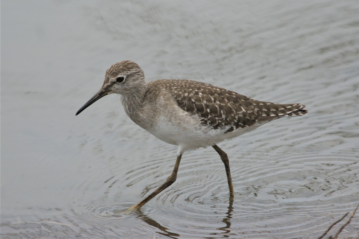 Wood Sandpiper - ML126281931