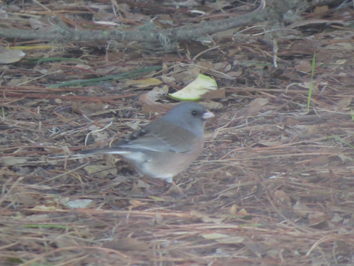 Dark-eyed Junco (Pink-sided) - ML126282101