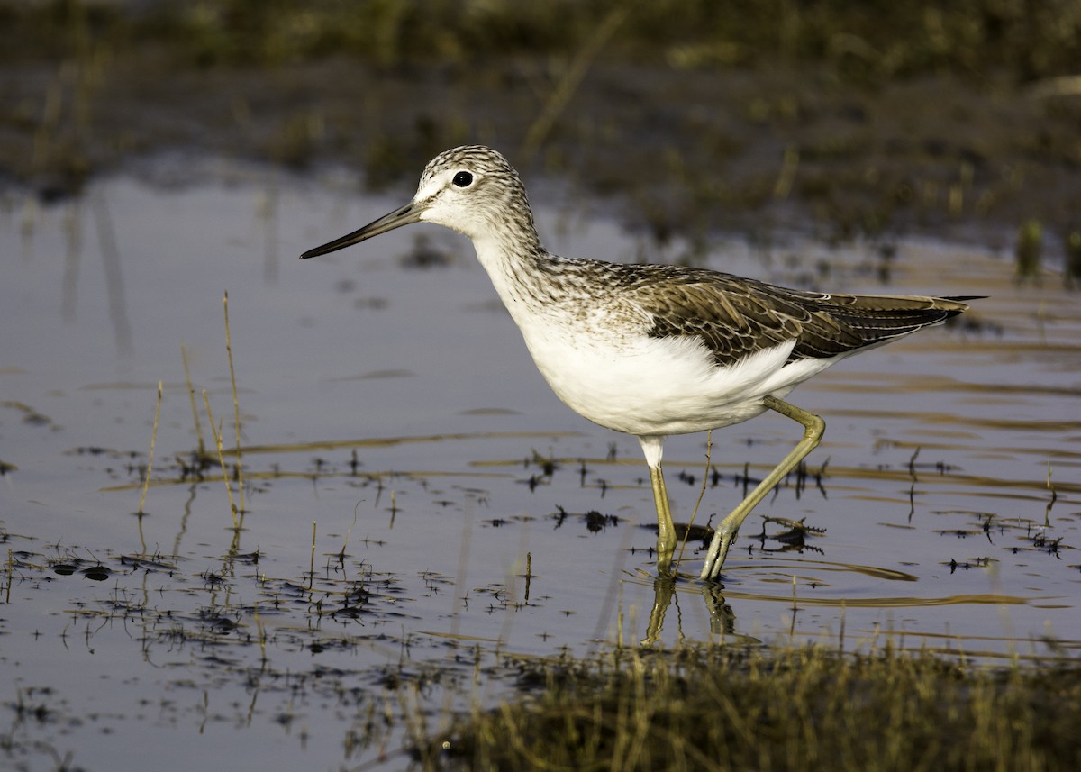 Common Greenshank - ML126282521