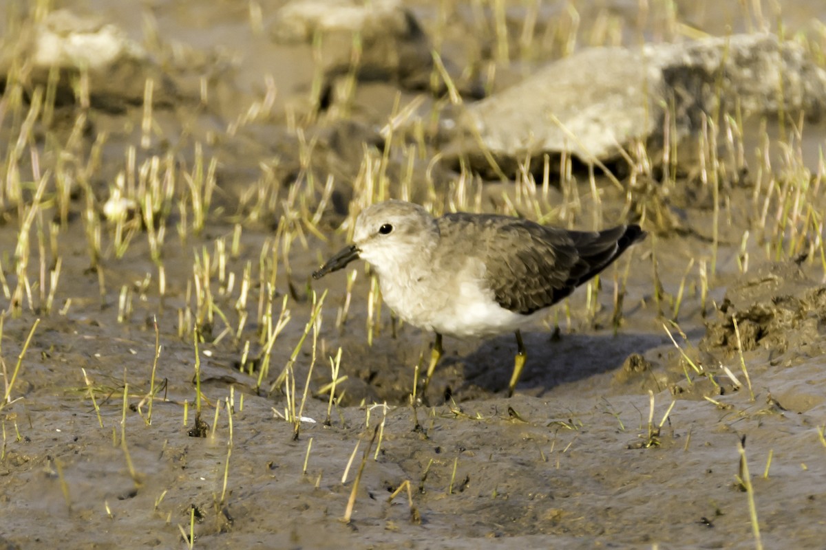 Temminck's Stint - ML126284281