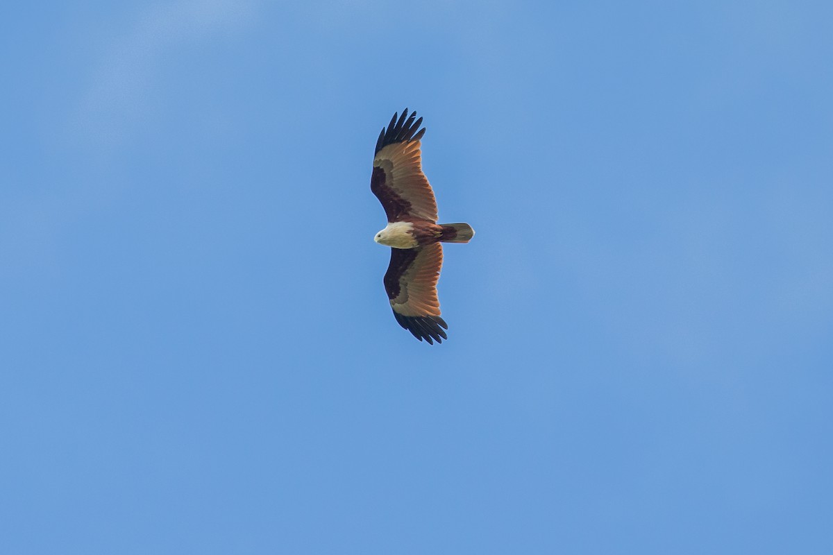 Brahminy Kite - Adrian Silas Tay