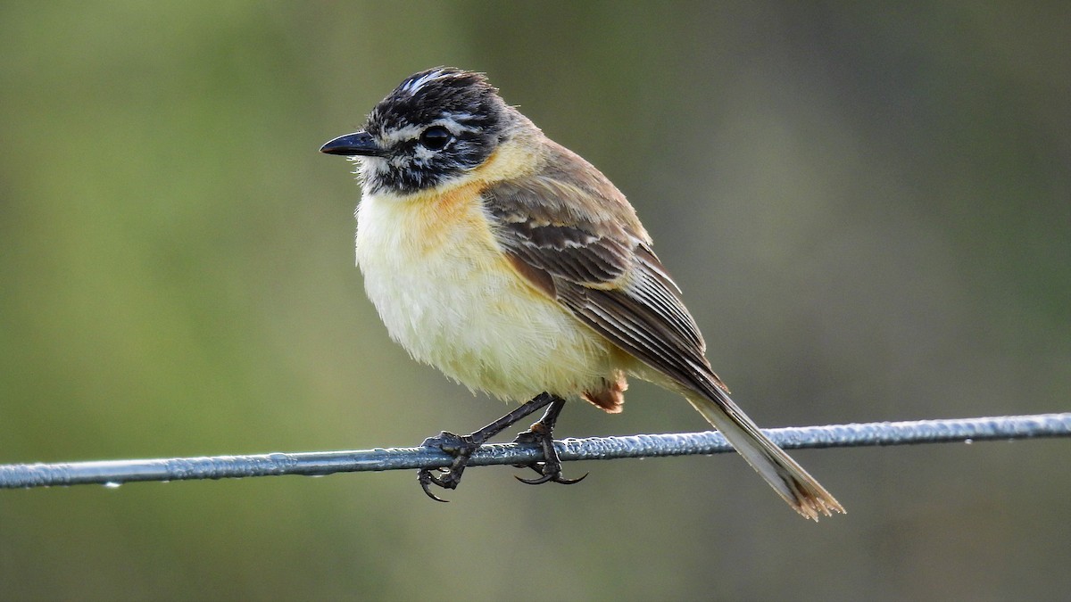 Bearded Tachuri - Pablo Alejandro Pla