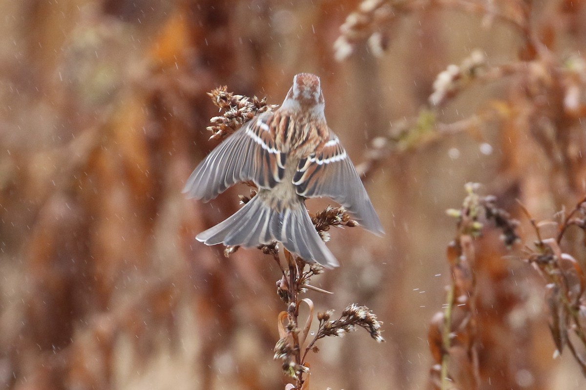 American Tree Sparrow - ML126286831