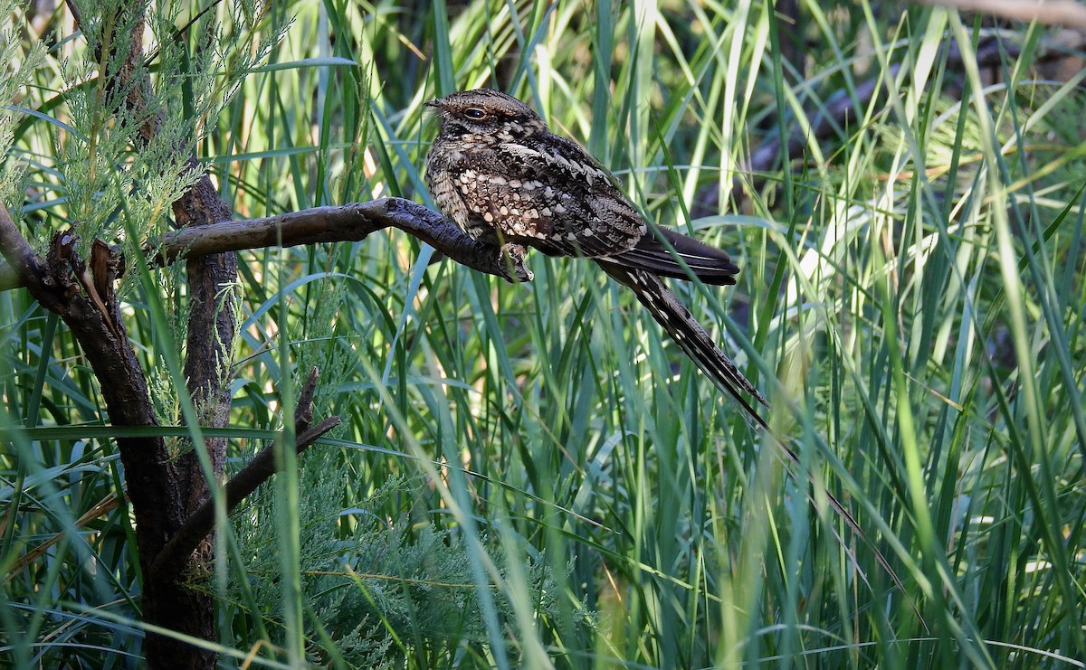 Scissor-tailed Nightjar - ML126286871