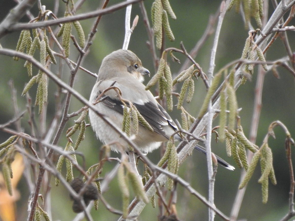 Northern Shrike - ML126287051