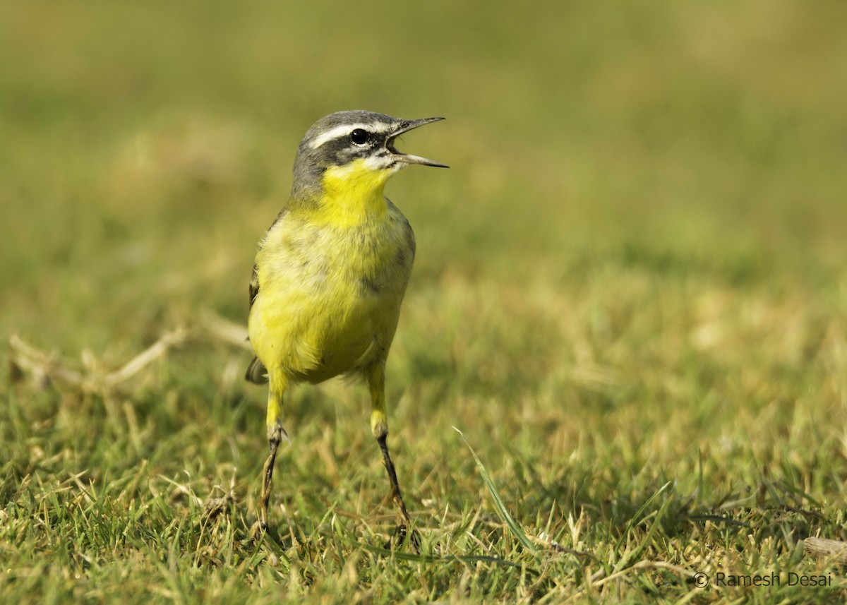 Western Yellow Wagtail - Ramesh Desai