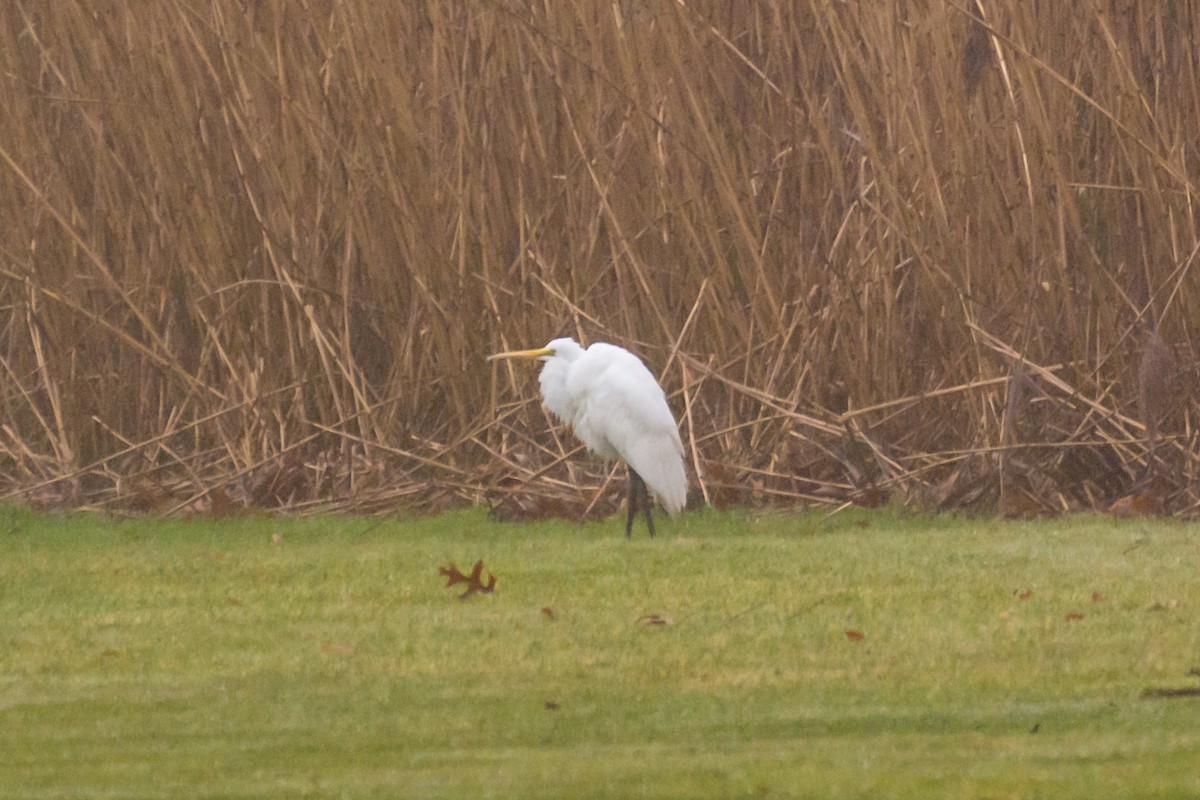 Great Egret - ML126287981