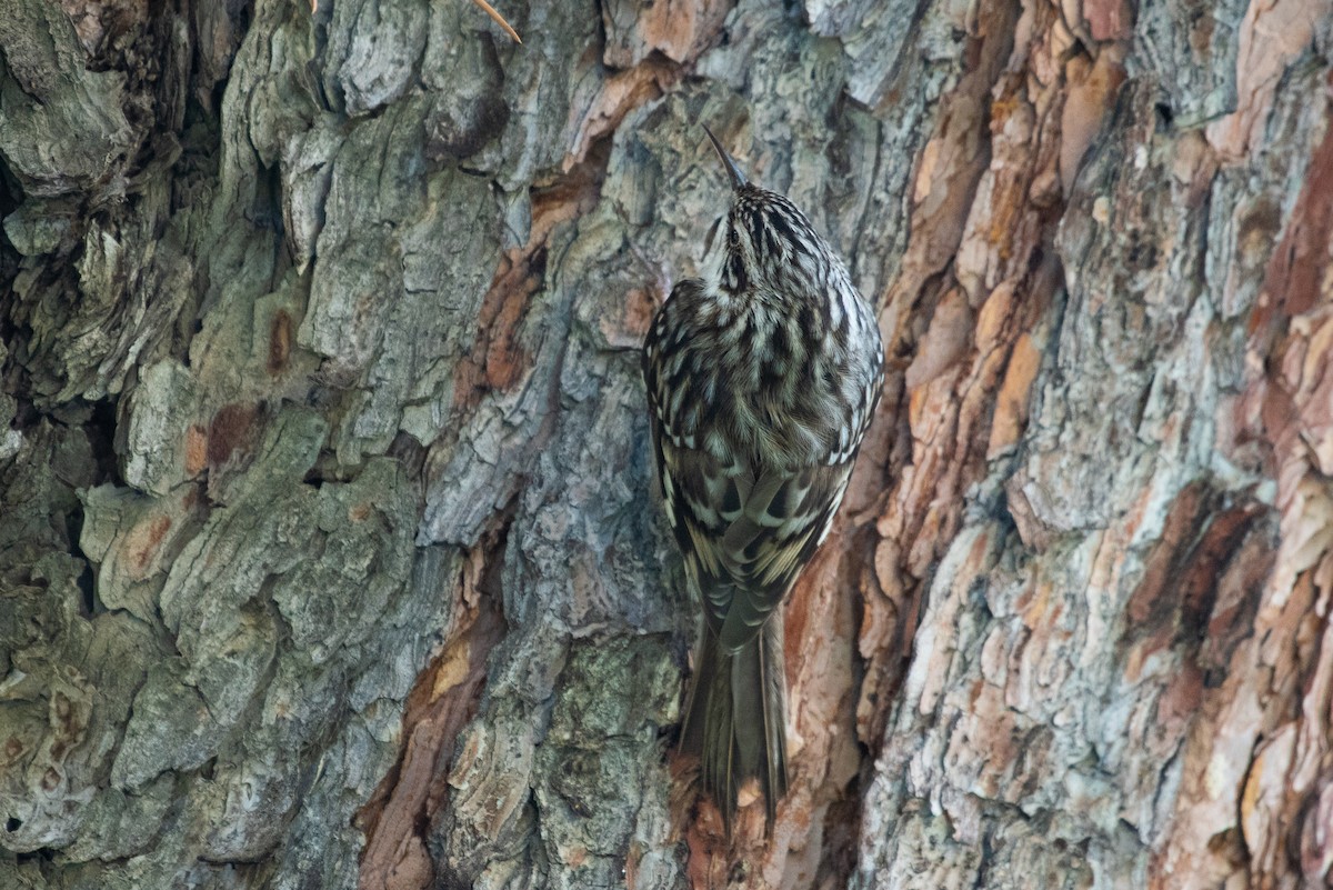 Brown Creeper - ML126288851