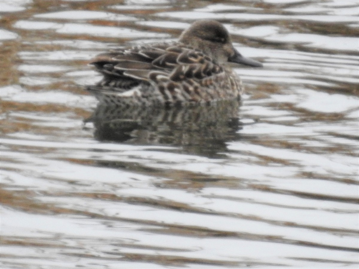 Green-winged Teal - ML126290181