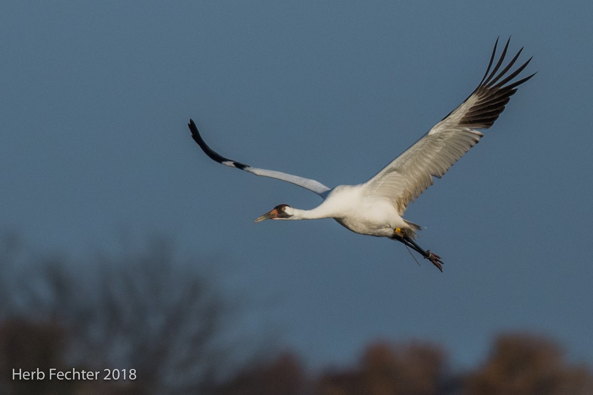 Whooping Crane - ML126290461