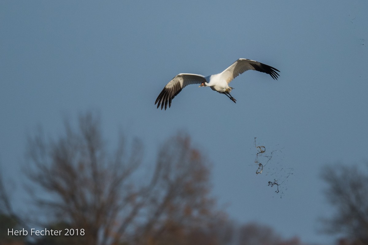 Grue blanche - ML126290511