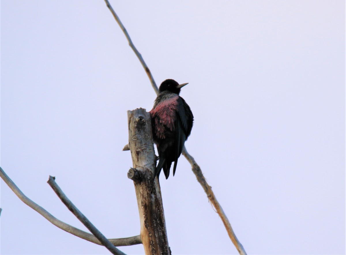 Lewis's Woodpecker - Steve Stump