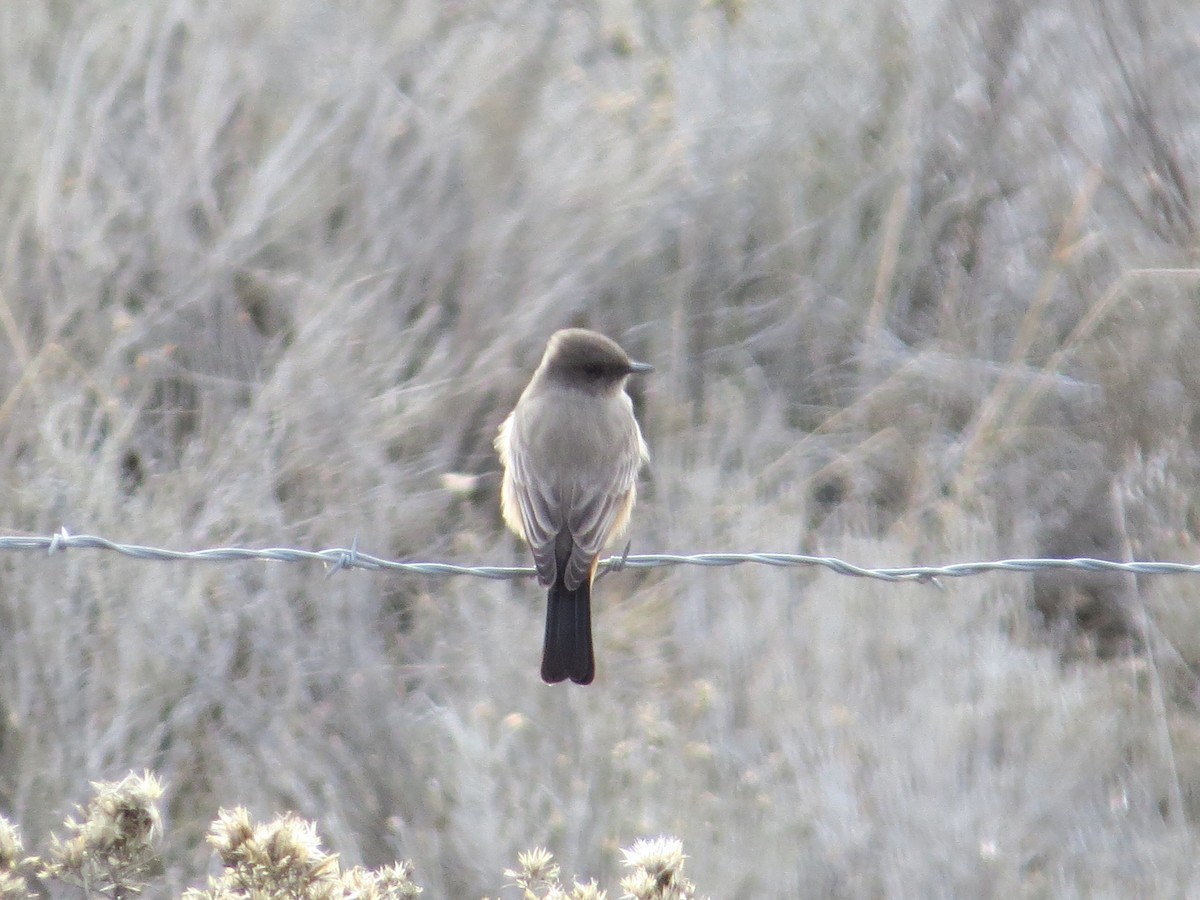 Say's Phoebe - Sierra Downes