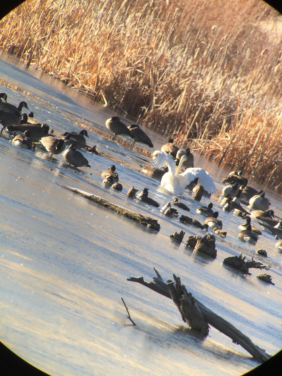 Cygne trompette - ML126293741