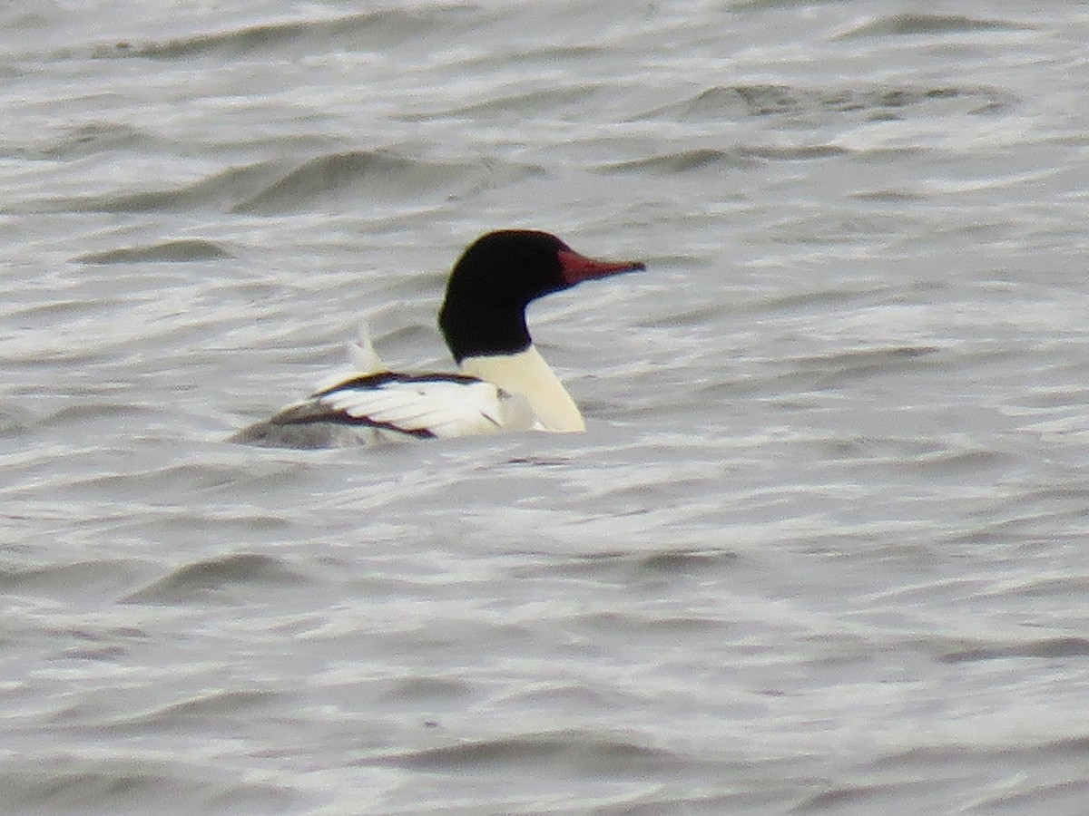 Common Merganser - ML126294311