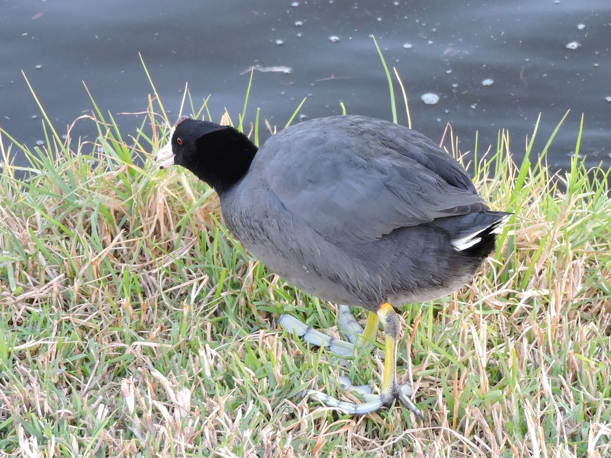 American Coot - Manuel Becerril González