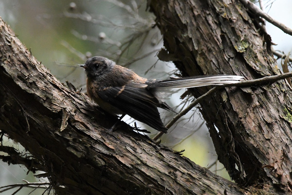 New Zealand Fantail - ML126294761