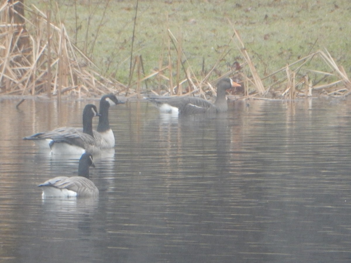 Greater White-fronted Goose - ML126295021