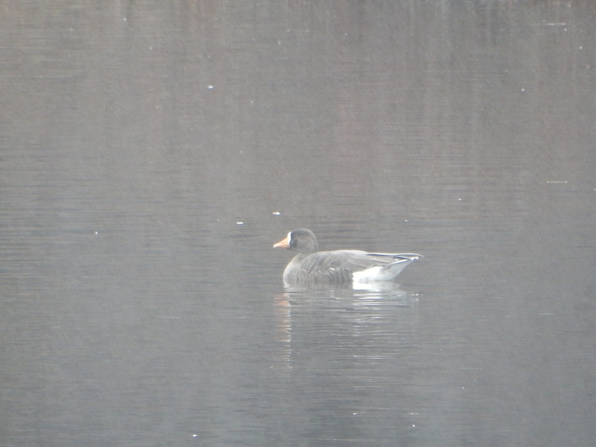 Greater White-fronted Goose - ML126295031