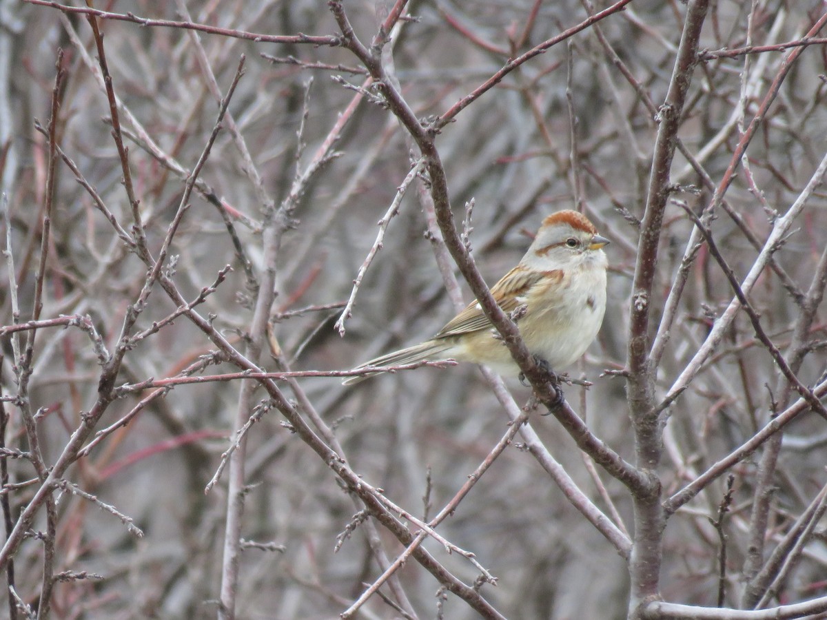 American Tree Sparrow - ML126295131