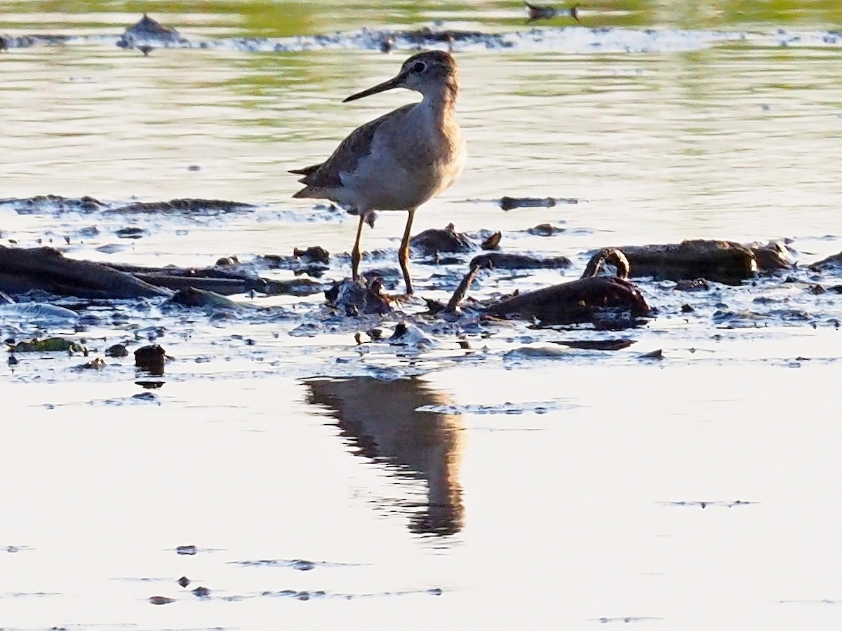 Wood Sandpiper - ML126296081