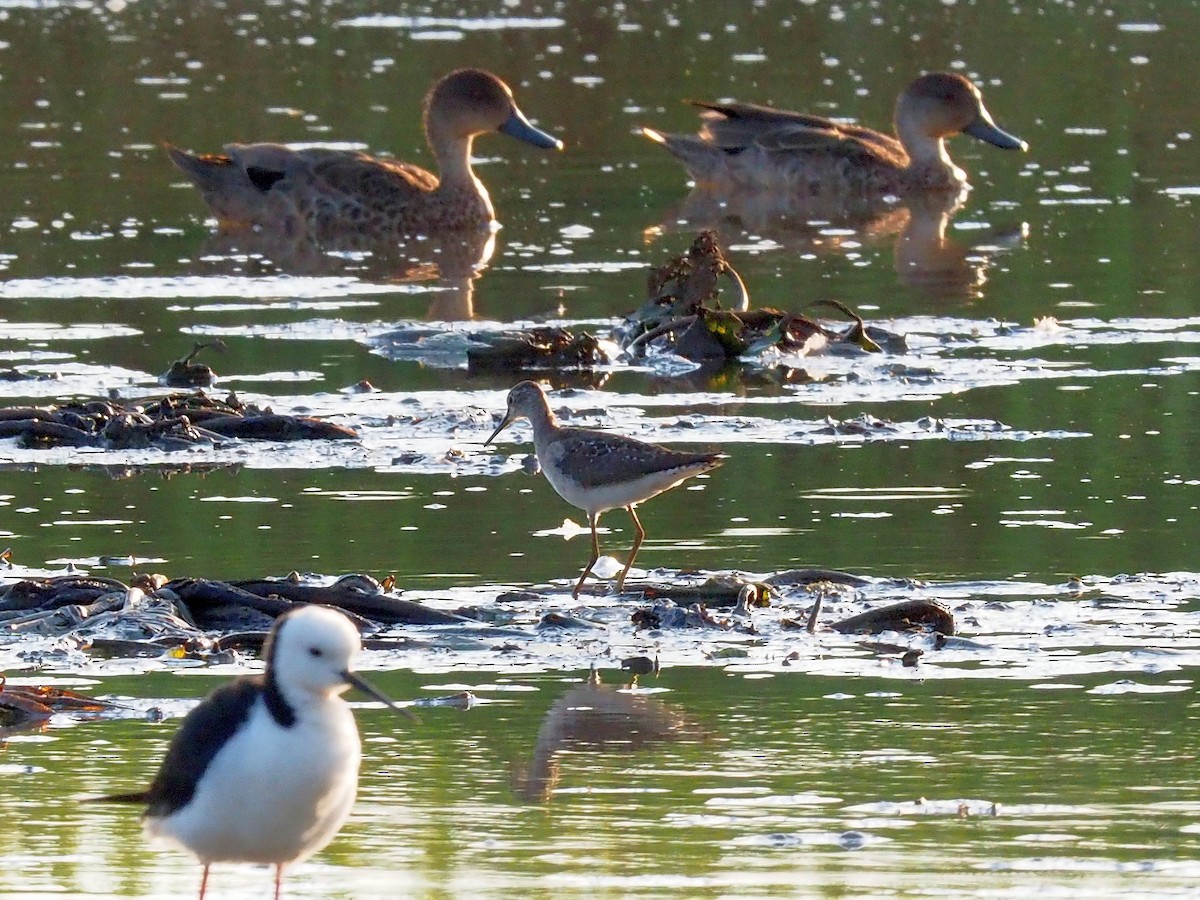 Wood Sandpiper - ML126296111