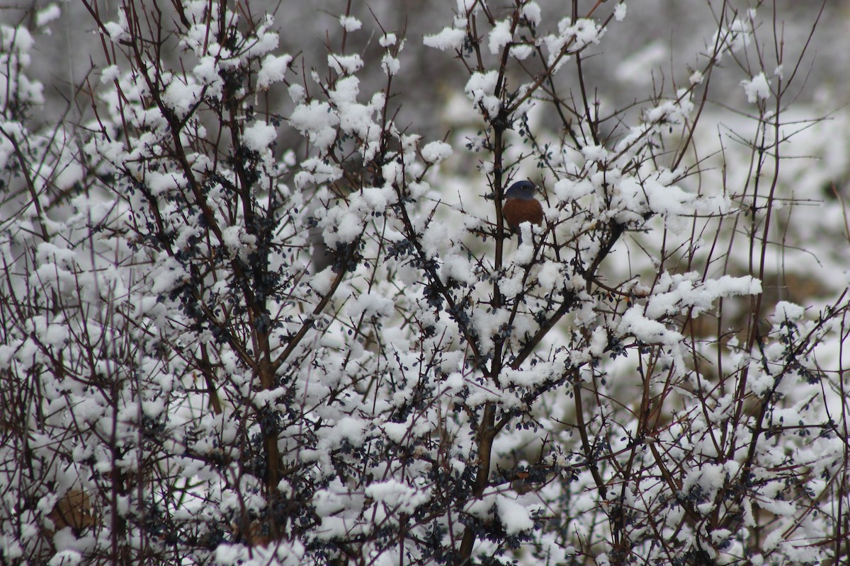 Western Bluebird - David Lerwill