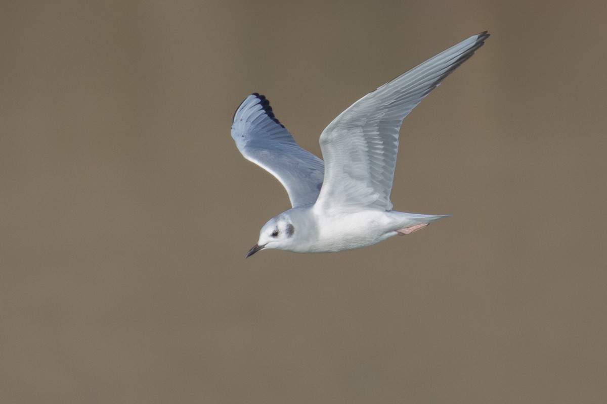 Bonaparte's Gull - Bill Chen