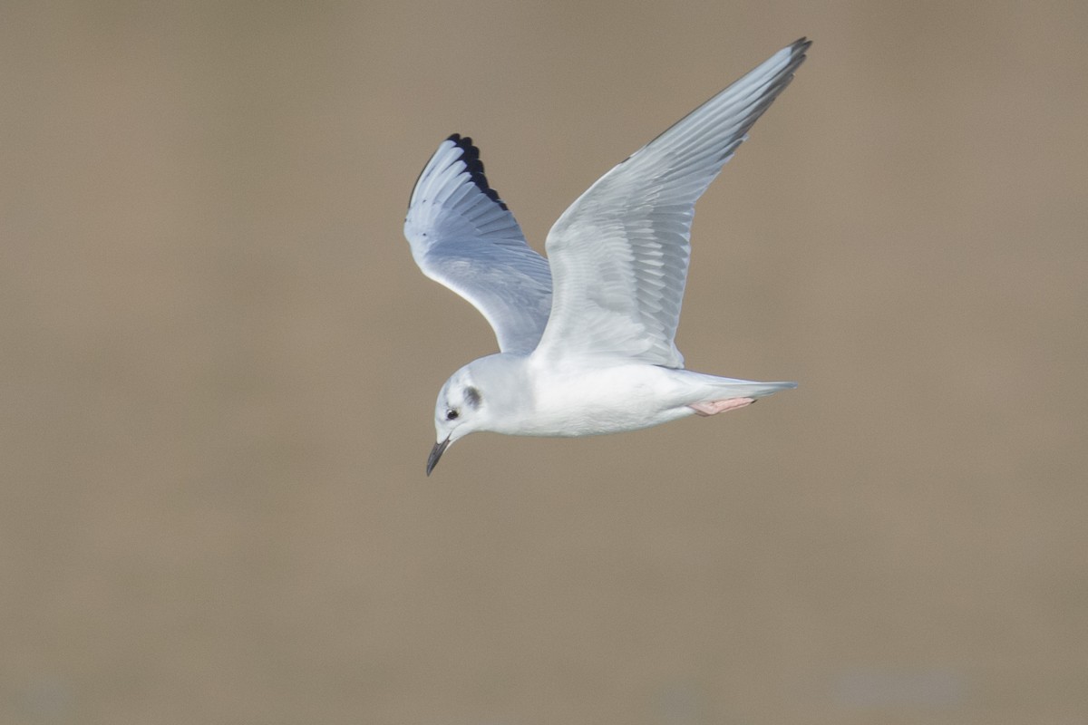 Bonaparte's Gull - Bill Chen