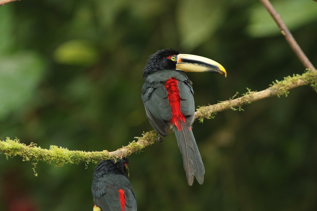 Collared Aracari - george parker