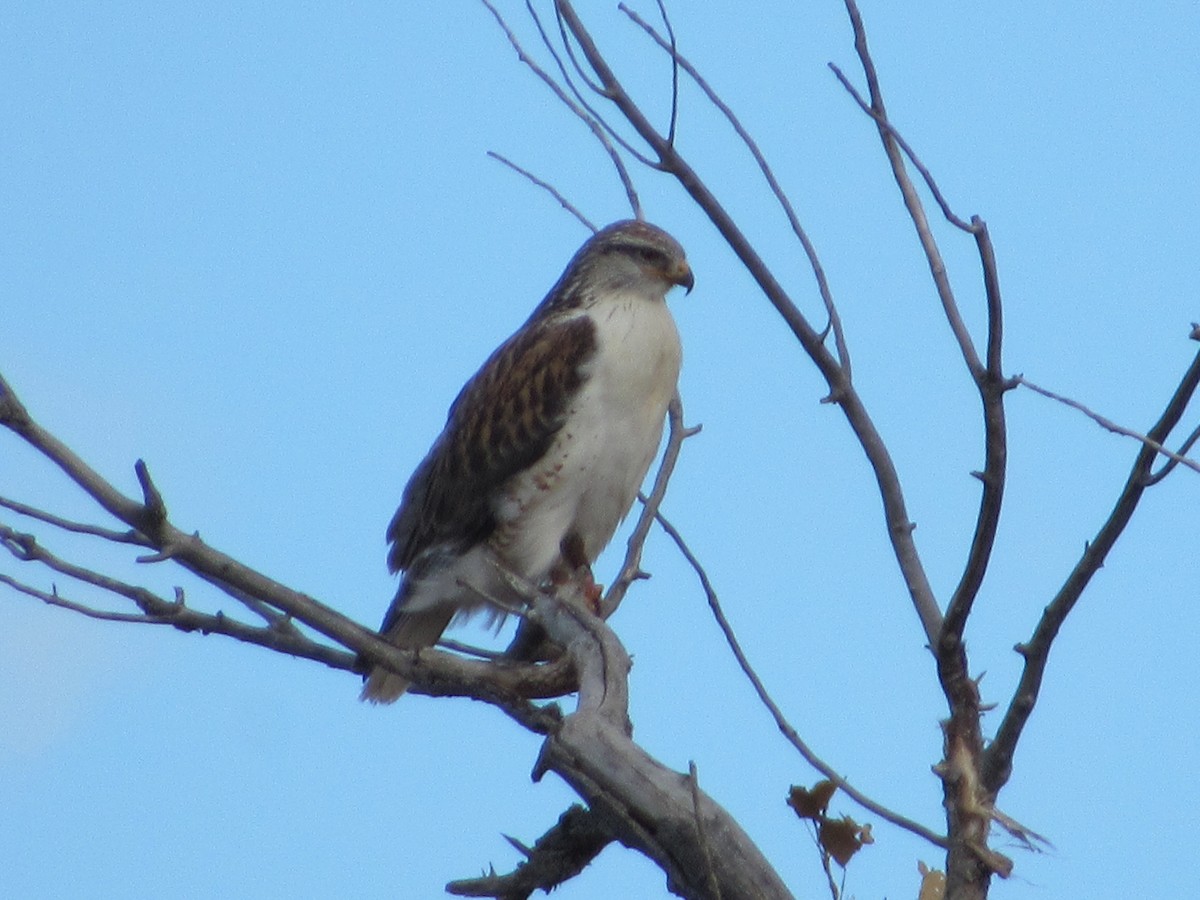 Ferruginous Hawk - ML126301001