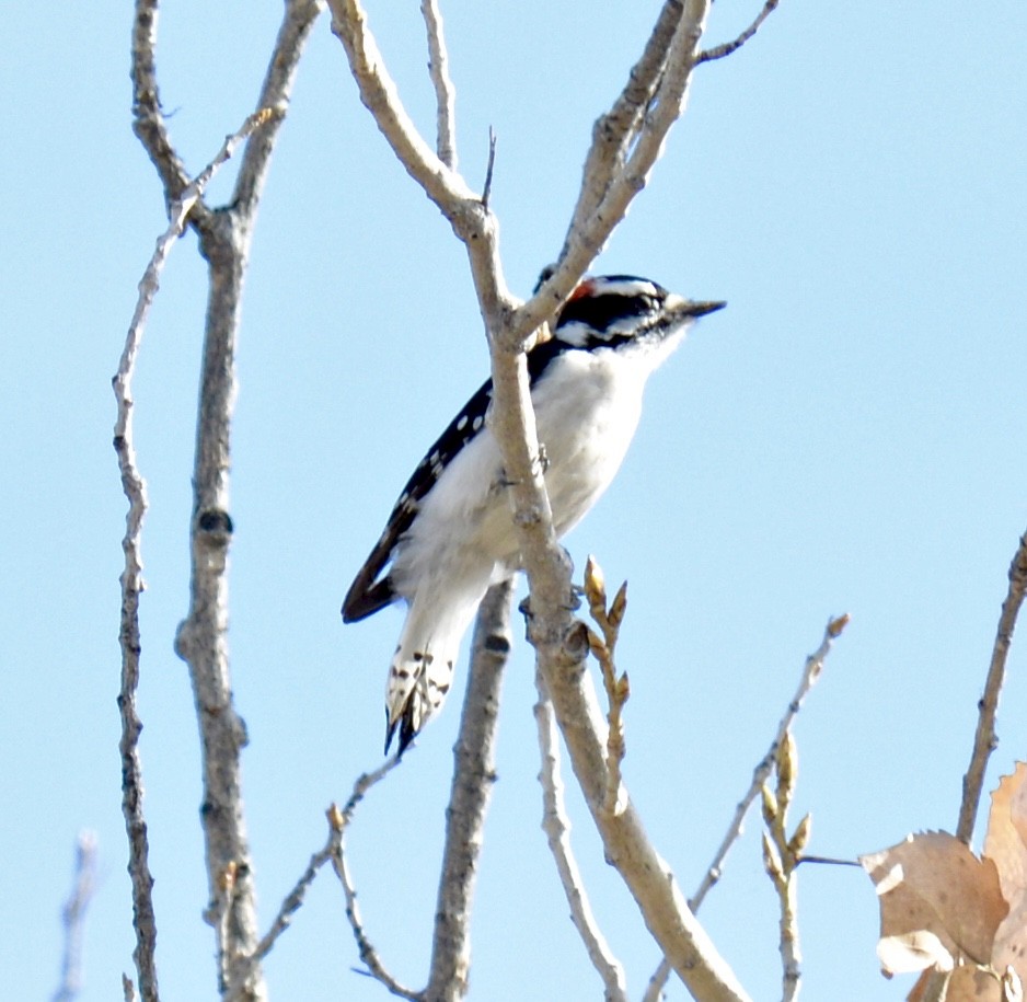 Downy Woodpecker - ML126302431