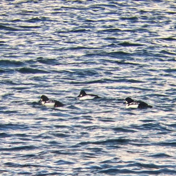 Barrow's Goldeneye - ML126307271