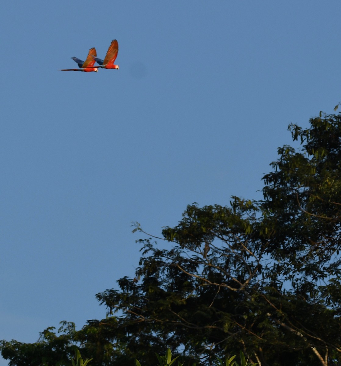 Scarlet Macaw - ML126310561