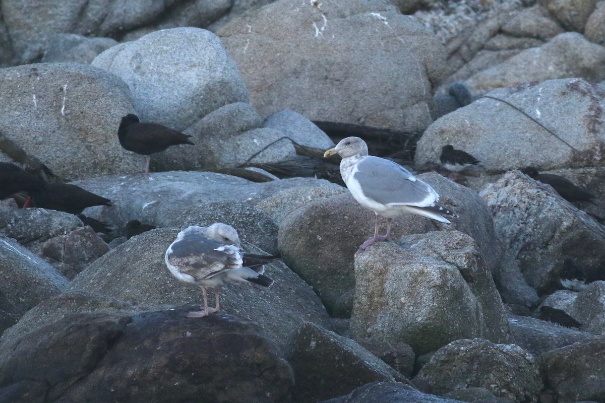 Western x Glaucous-winged Gull (hybrid) - ML126312201