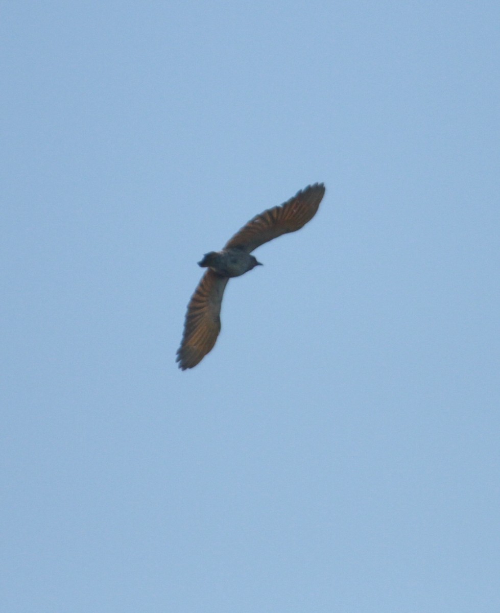 Northern Flicker (Yellow-shafted) - Marshall Iliff