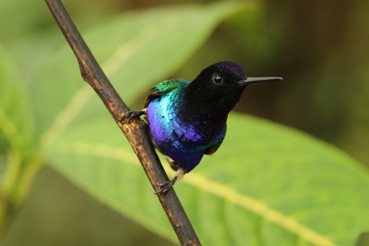 kolibřík hyacintový - ML126313421