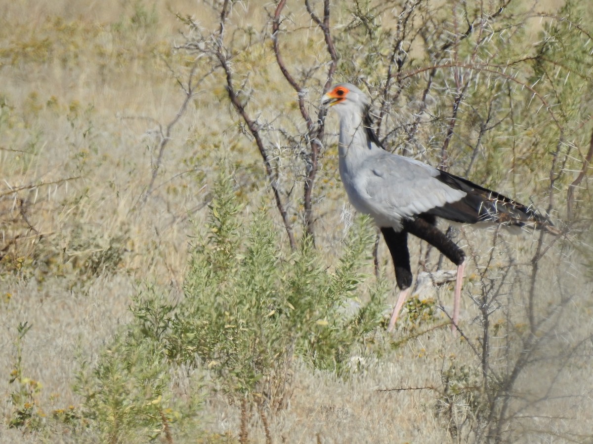 Secretarybird - Talon Martinez