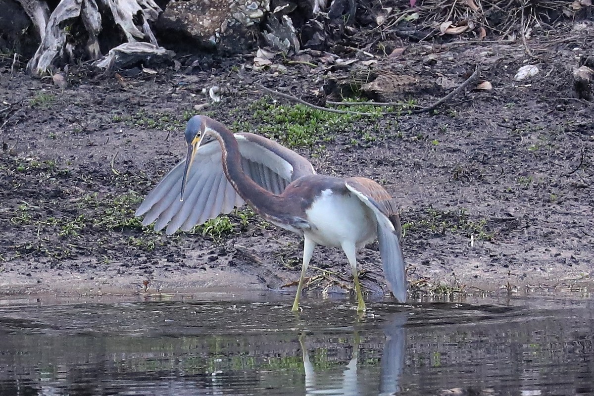 Tricolored Heron - Peter Kyne