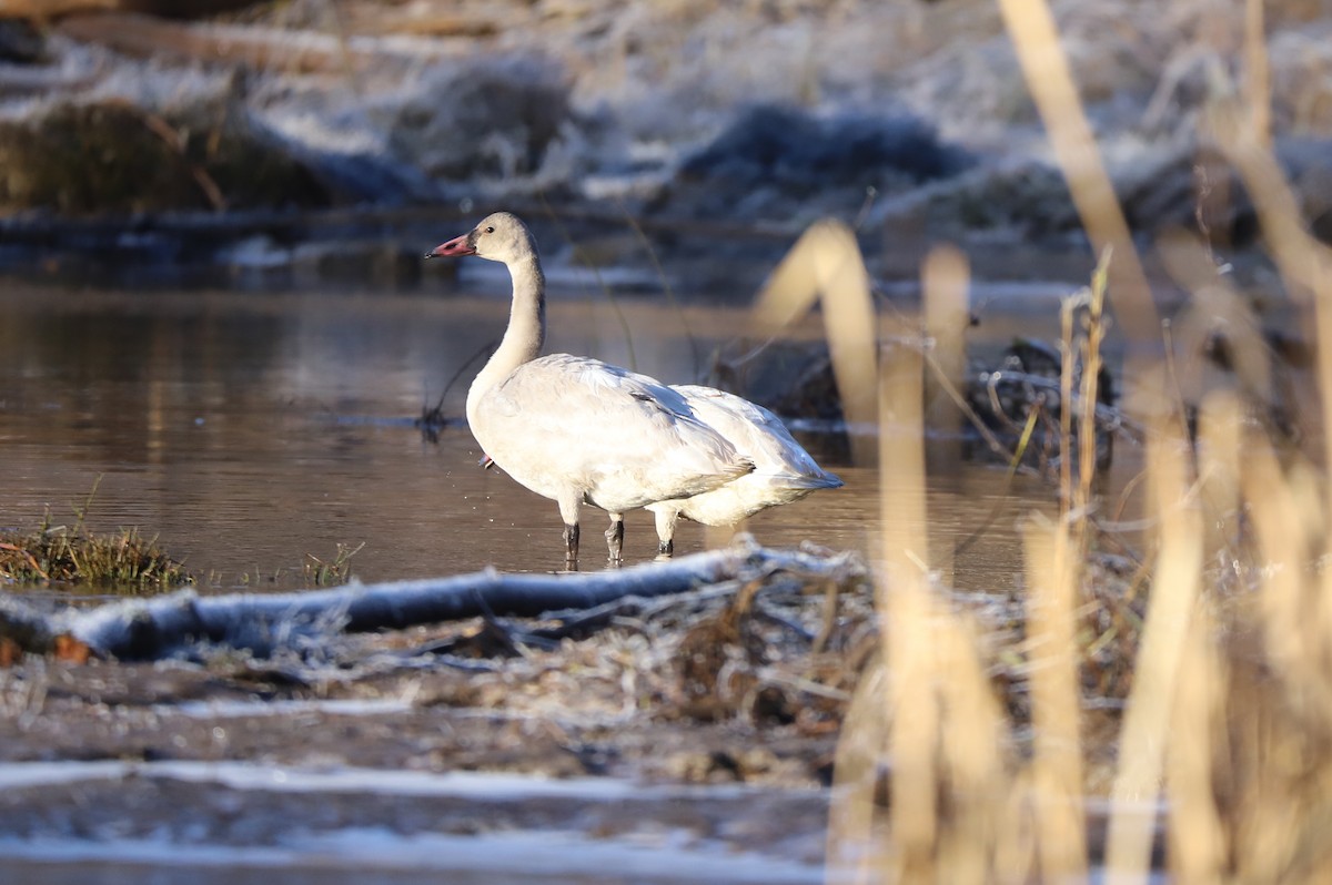 Tundra Swan - ML126314041