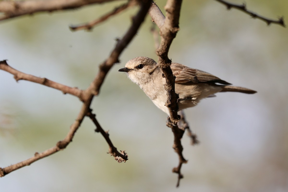 African Gray Flycatcher - ML126315111