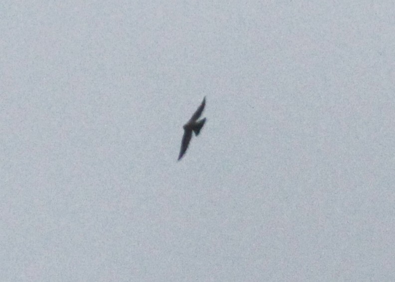 Northern Rough-winged Swallow - Marshall Iliff