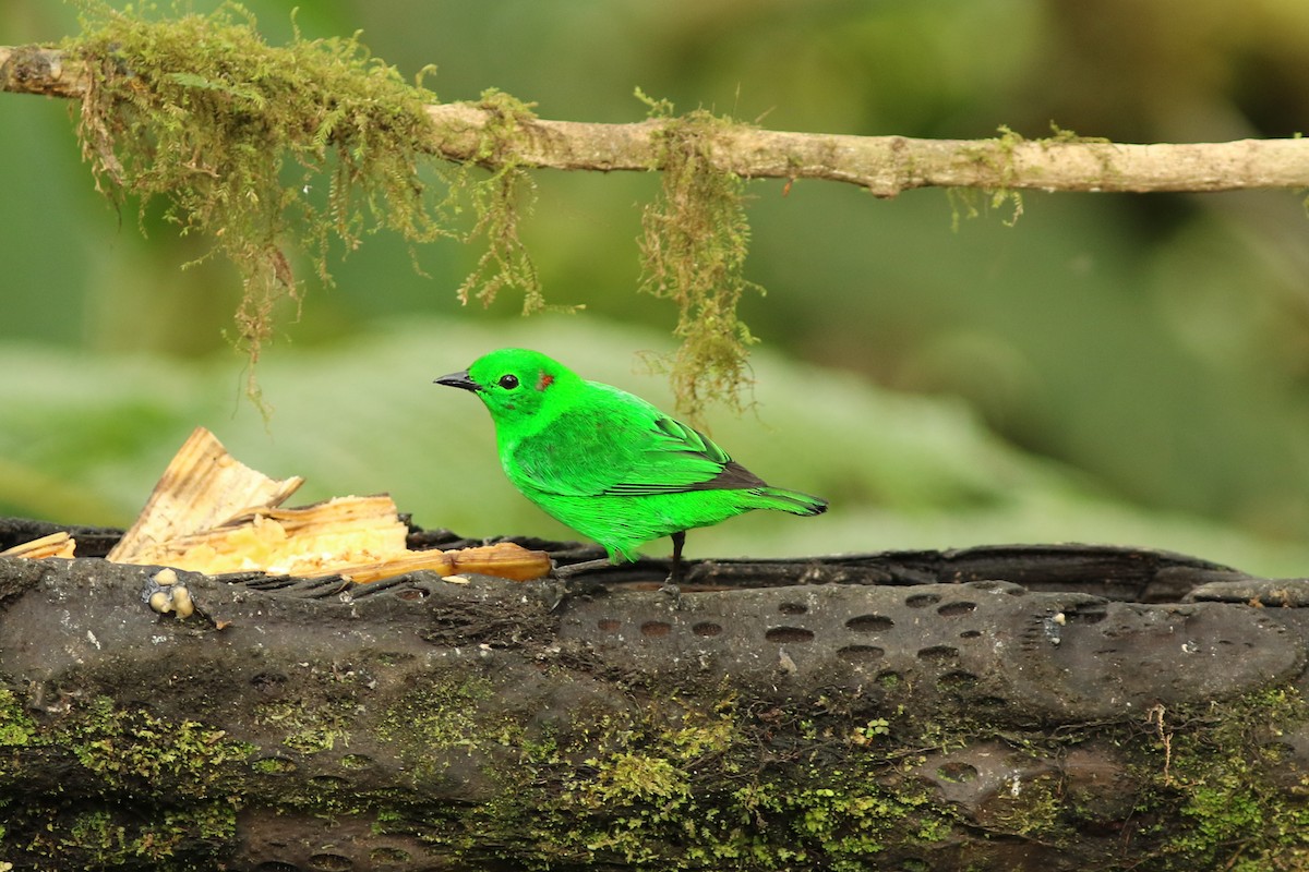 Glistening-green Tanager - ML126317241