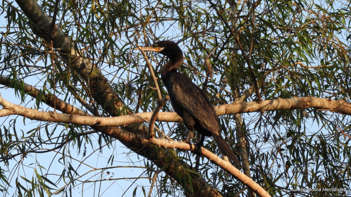 Neotropic Cormorant - Aurelio Molina Hernández