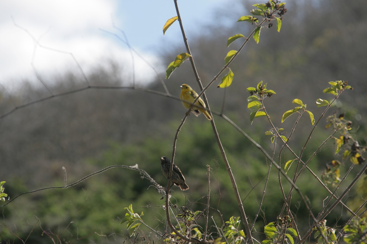 Yellow Warbler - ML126320201